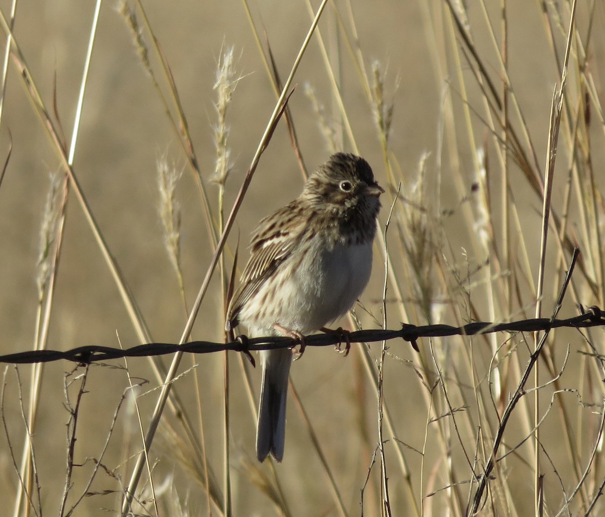 Vesper Sparrow - ML646093477