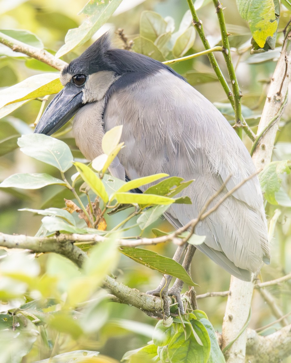 Savacou huppé - ML646093478