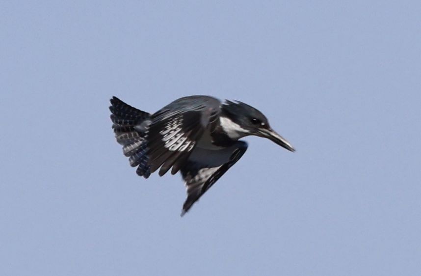 Belted Kingfisher - ML646093485