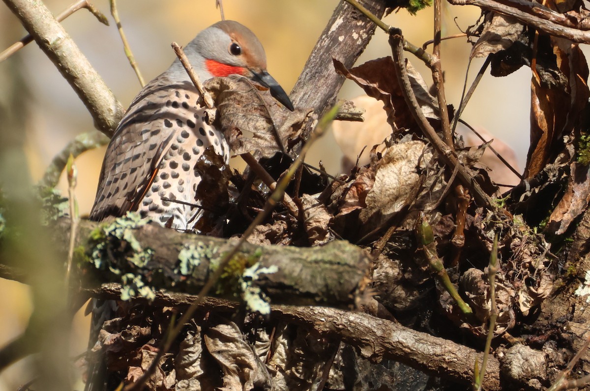 gullspett - ML646093487