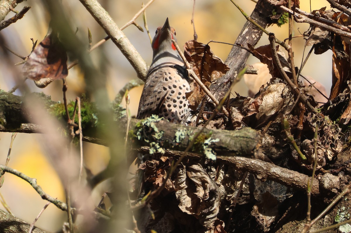 gullspett - ML646093488