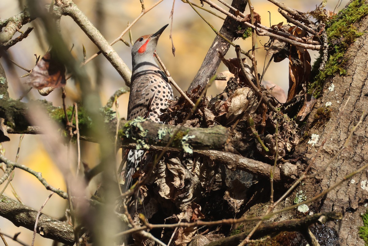 gullspett - ML646093489