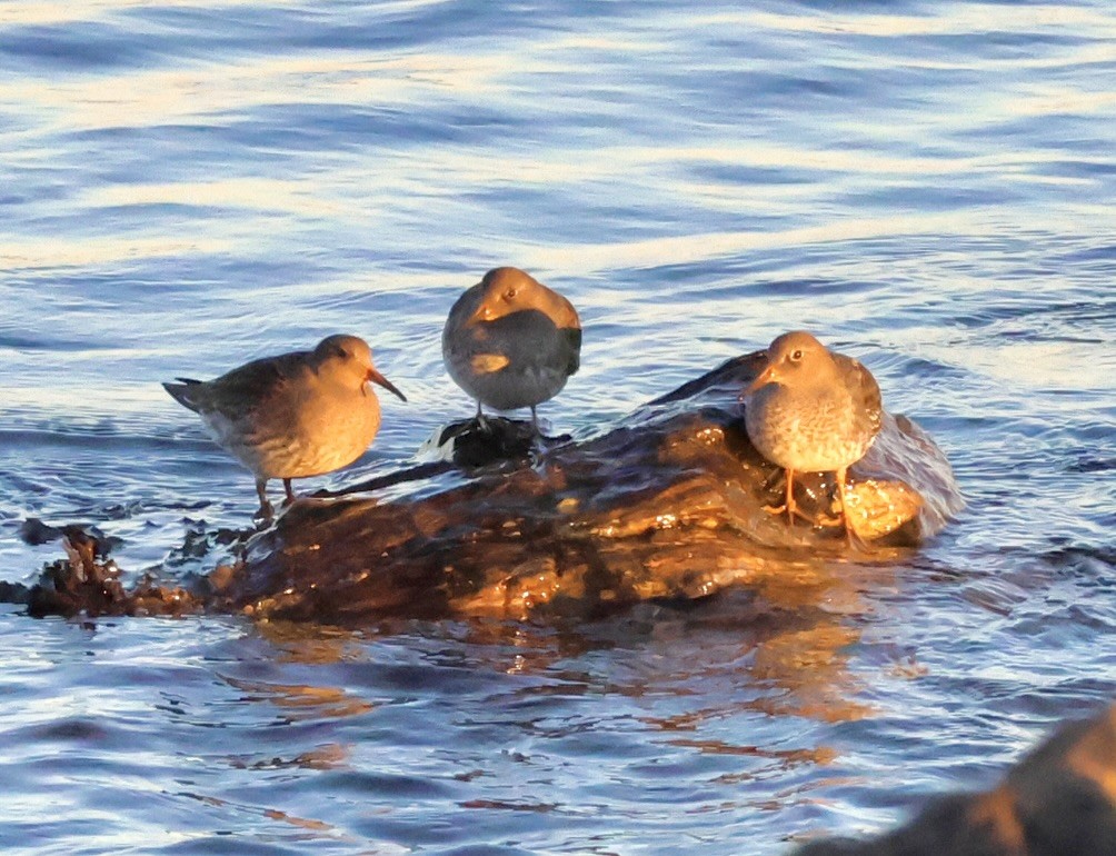 Purple Sandpiper - ML646093490