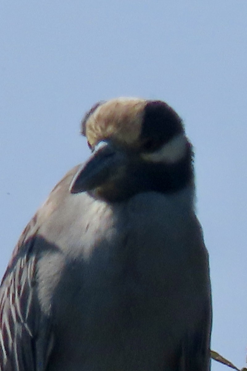 אנפת לילה צהובת-כיפה - ML646093491
