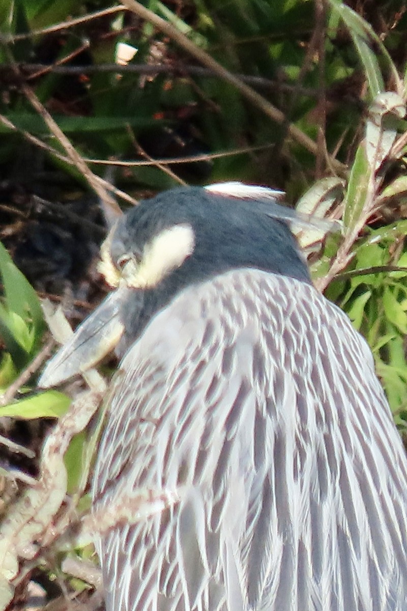 אנפת לילה צהובת-כיפה - ML646093492