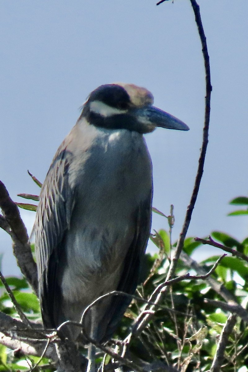אנפת לילה צהובת-כיפה - ML646093493