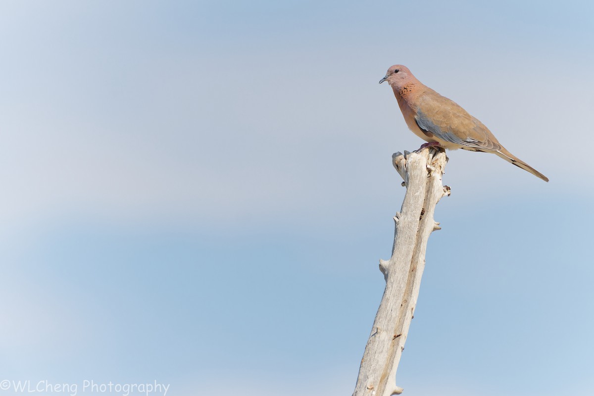 Tourterelle maillée - ML646093494