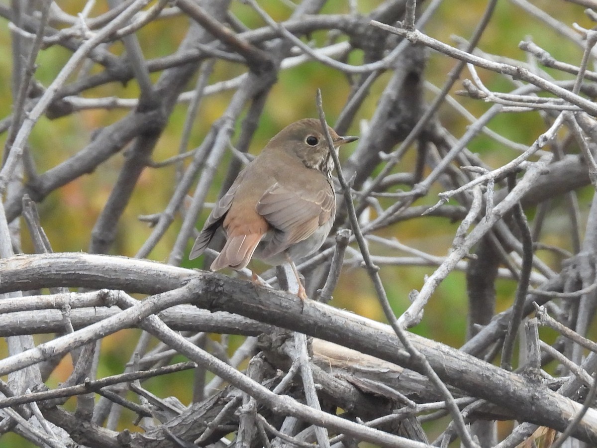 eremittskogtrost - ML646093495