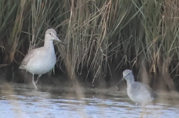 Chevalier semipalmé - ML646093496