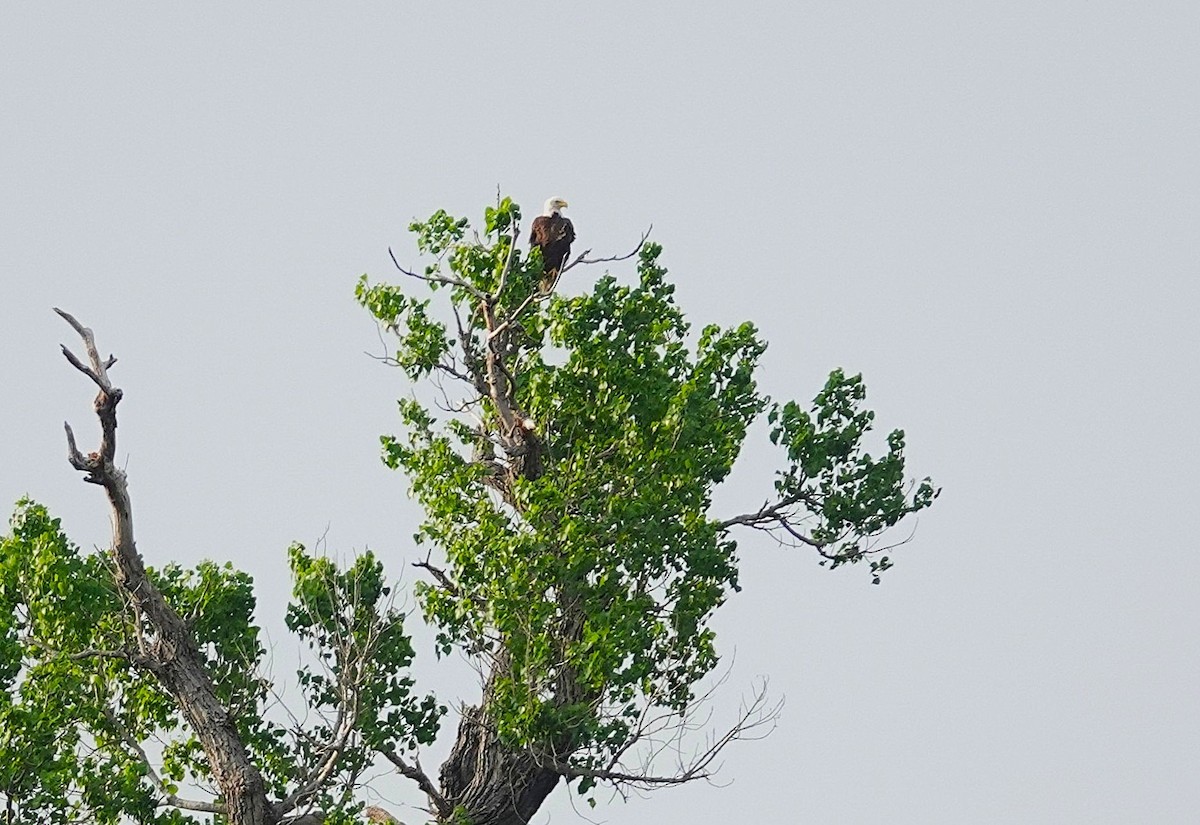 Pygargue à tête blanche - ML646093497