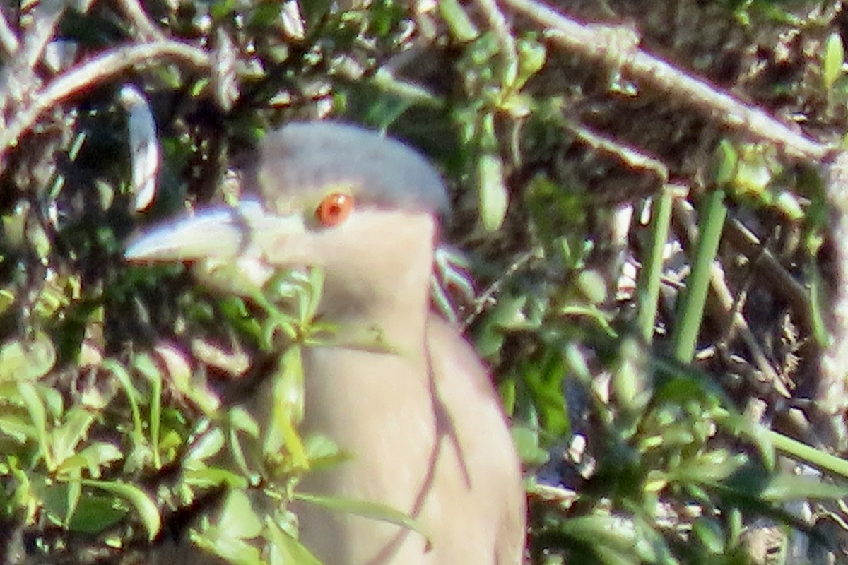 Bihoreau gris - ML646093498