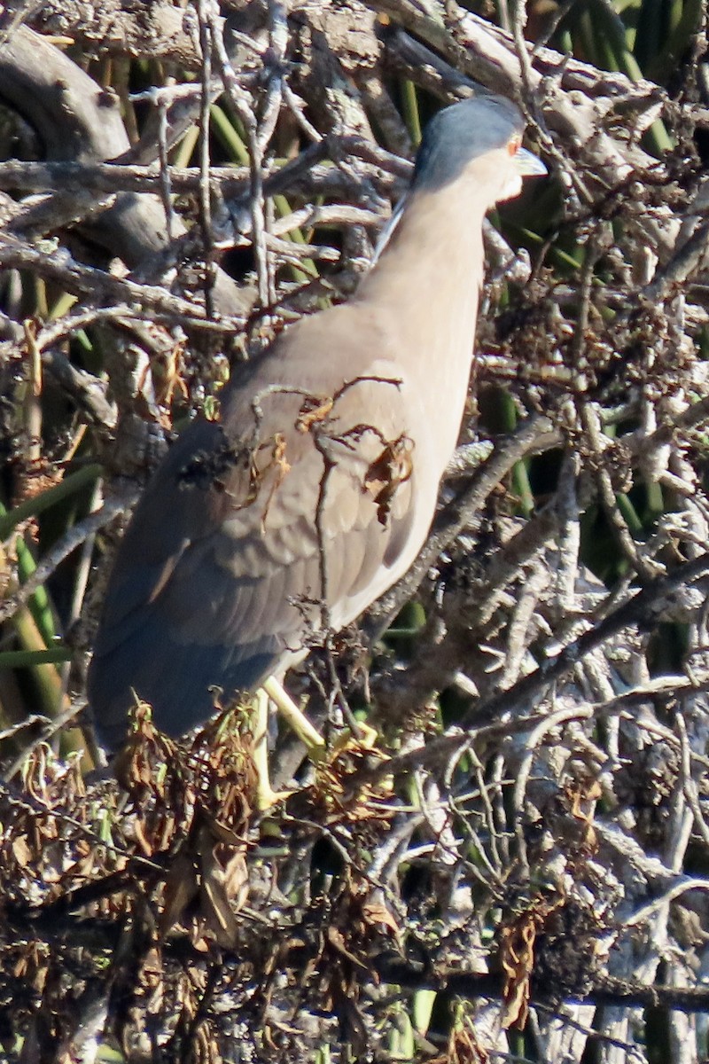 Bihoreau gris - ML646093499