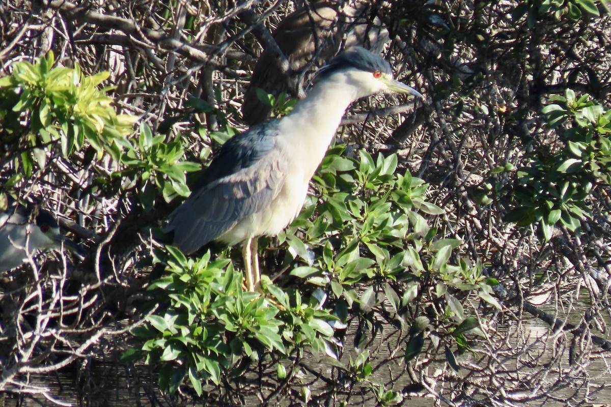 Bihoreau gris - ML646093500