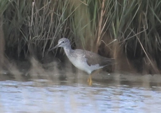 Grand Chevalier - ML646093501