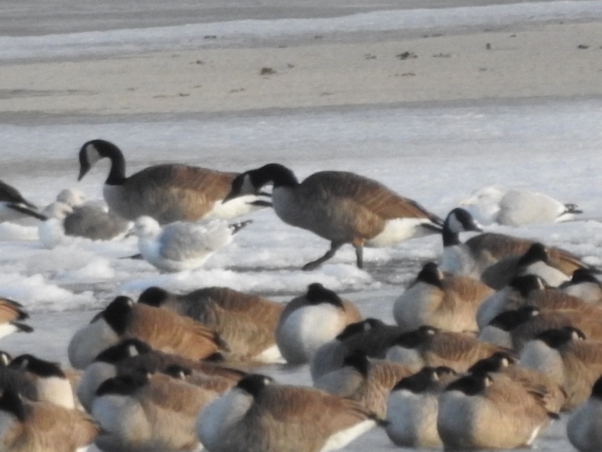 Bernache du Canada - ML646093505