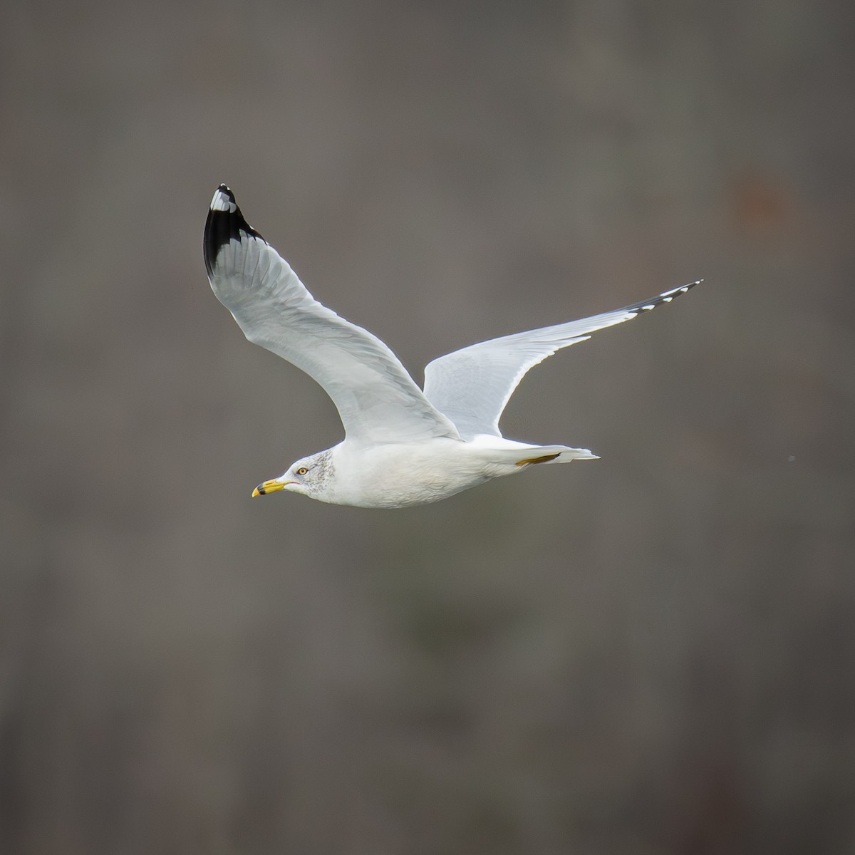 Goéland à bec cerclé - ML646093506
