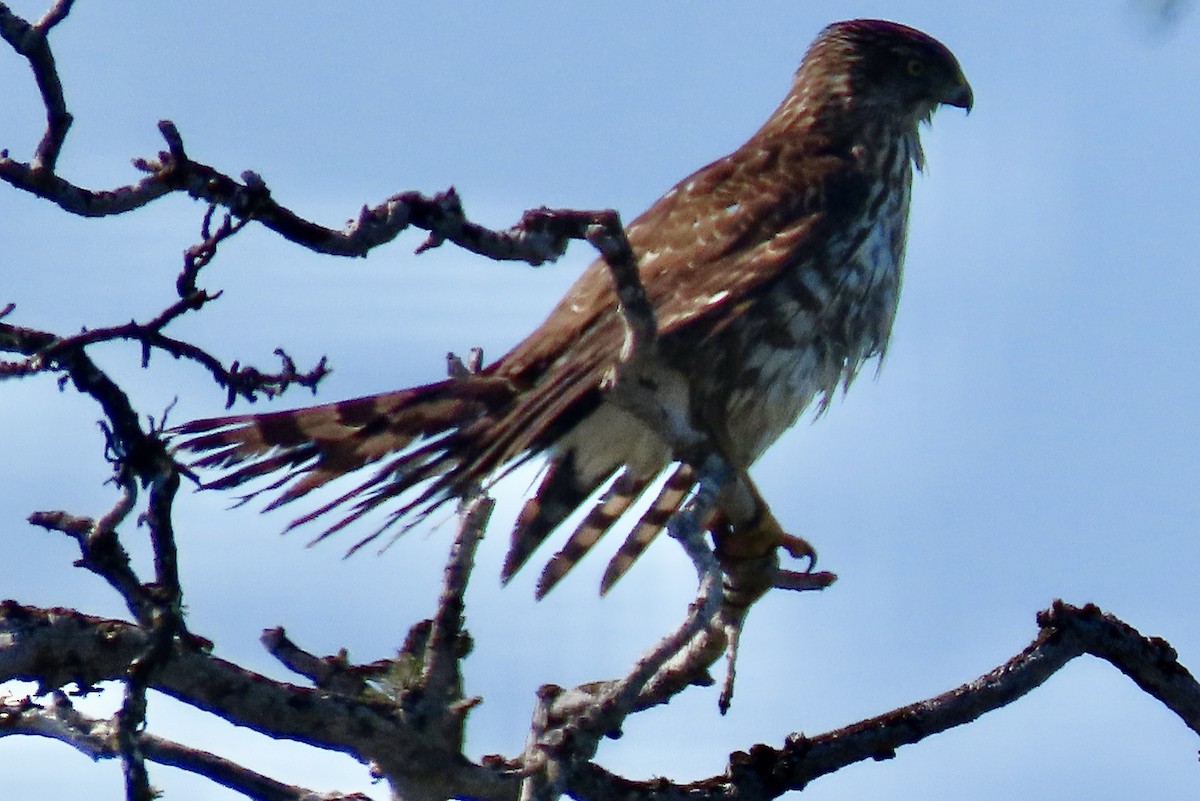 Épervier de Cooper - ML646093507