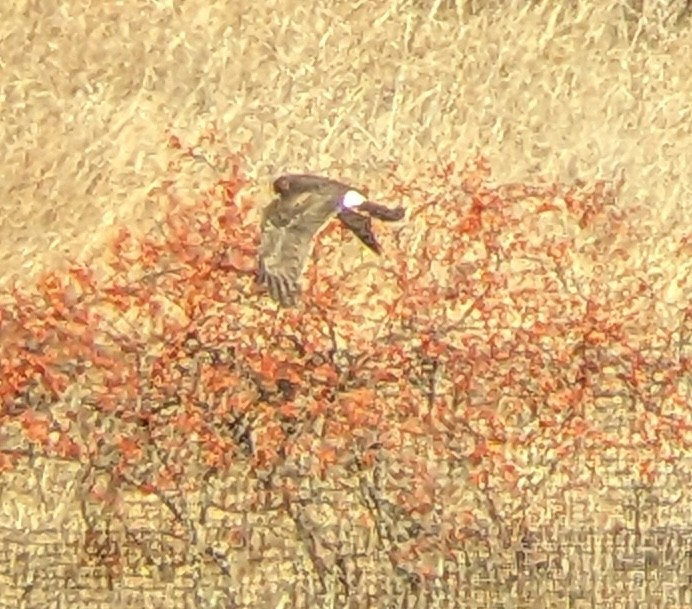 Busard des marais - ML646093508