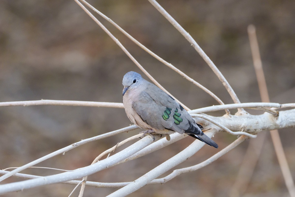 Tourtelette émeraudine - ML646093509