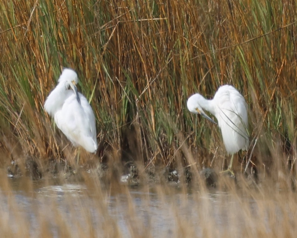 Aigrette neigeuse - ML646093510