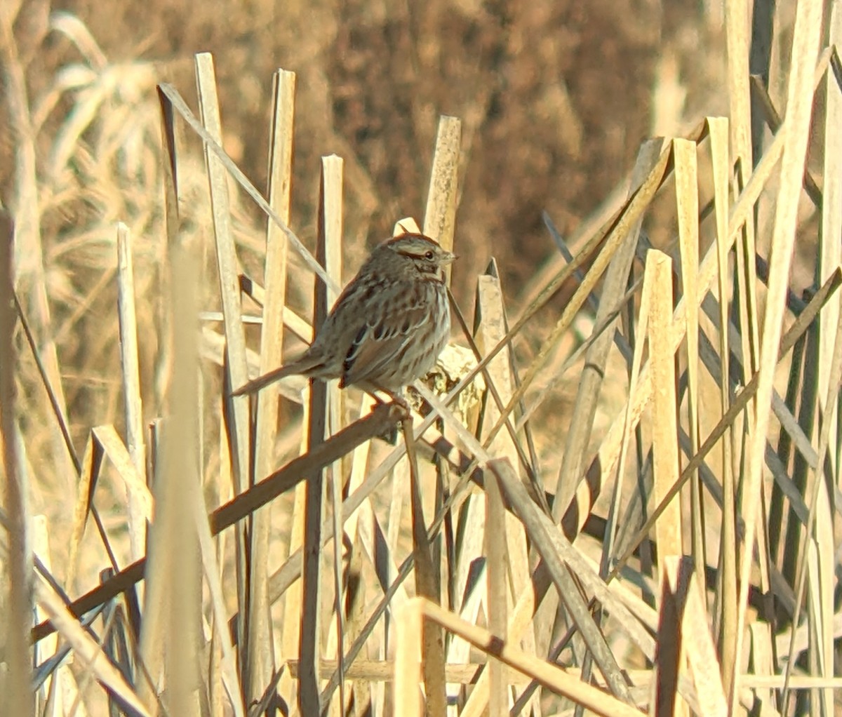 Bruant chanteur - ML646093511