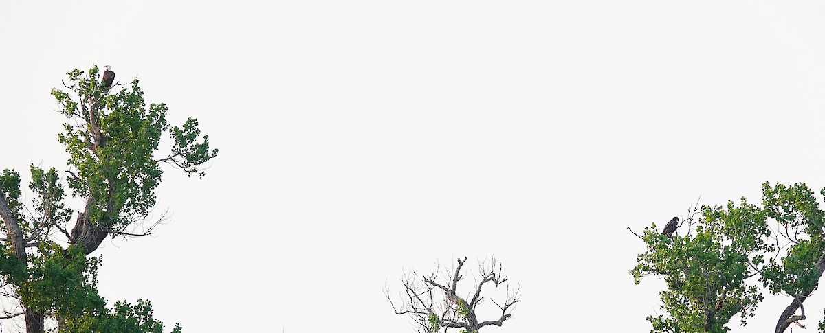 Pygargue à tête blanche - ML646093512