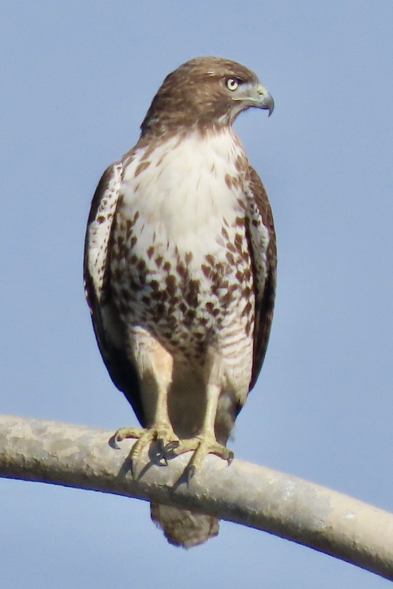 Buse à queue rousse - ML646093513