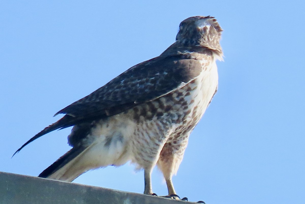 Buse à queue rousse - ML646093514