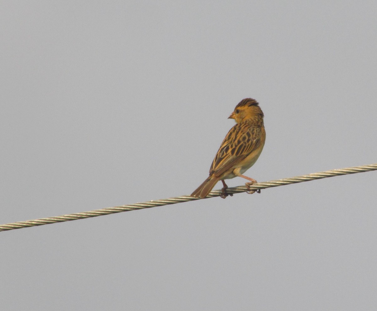 Tisserin baya - ML646093516