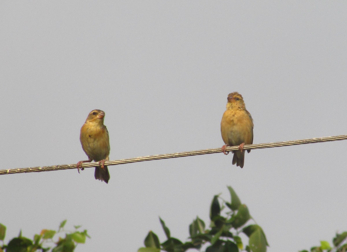 Tisserin baya - ML646093517