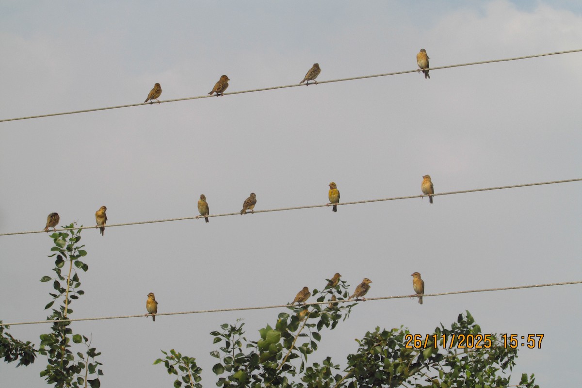 Tisserin baya - ML646093518