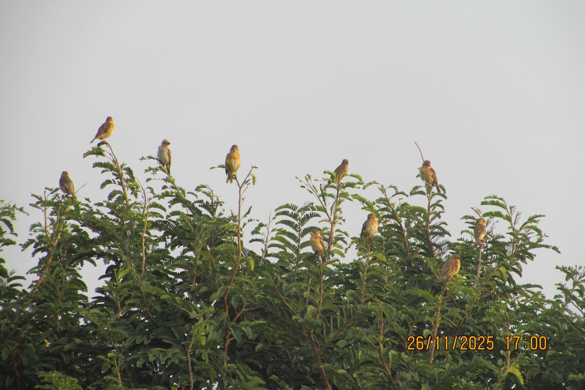 Tisserin baya - ML646093519