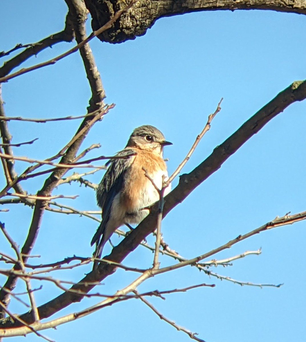 Merlebleu de l'Est - ML646093522