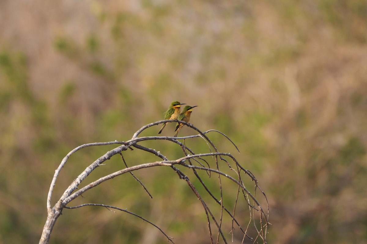 Guêpier nain - ML646093523