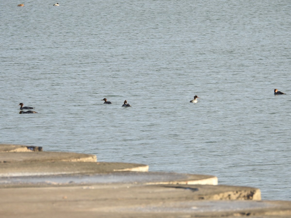 Mallard - ML646093526