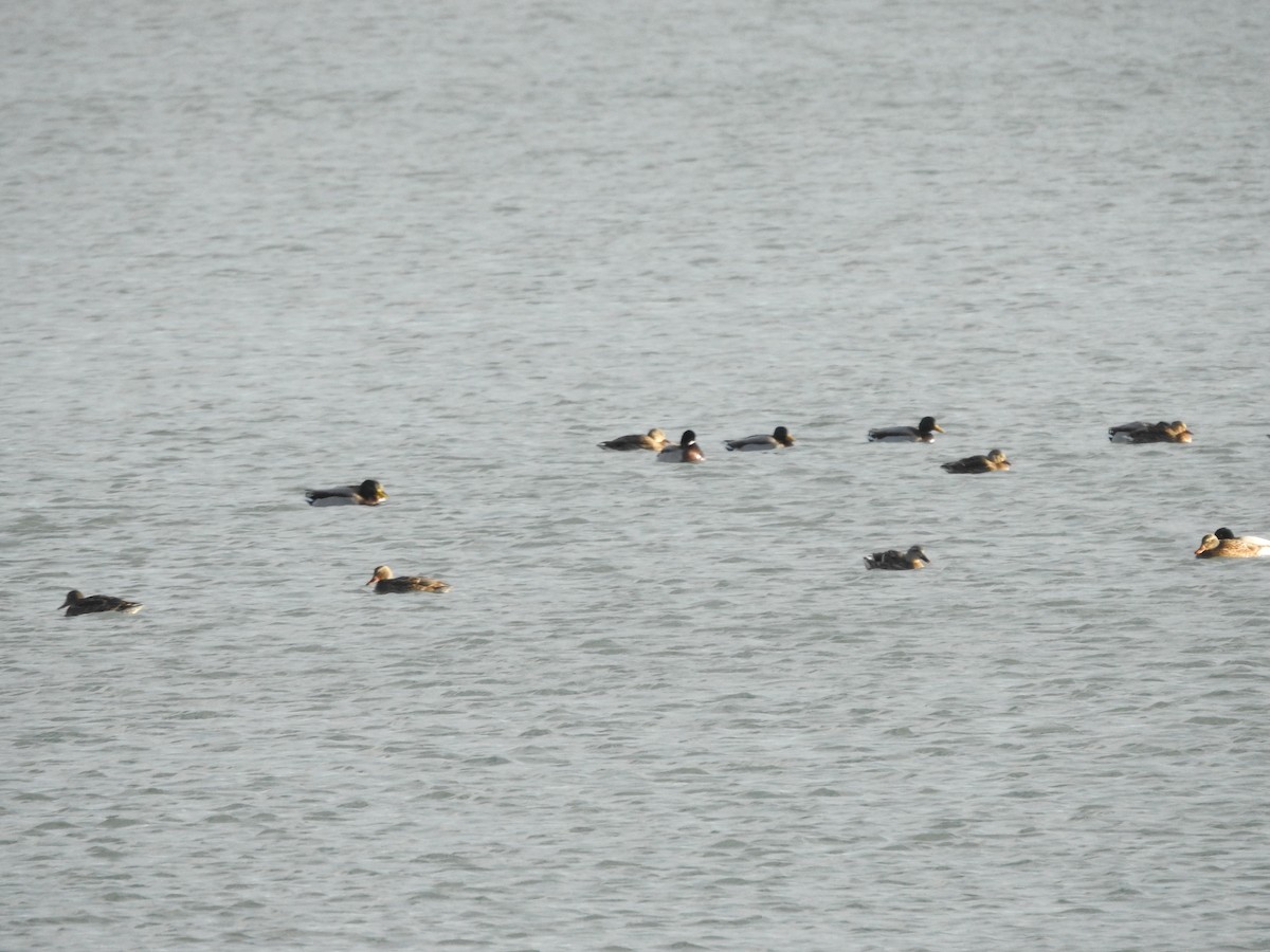 Mallard - ML646093527