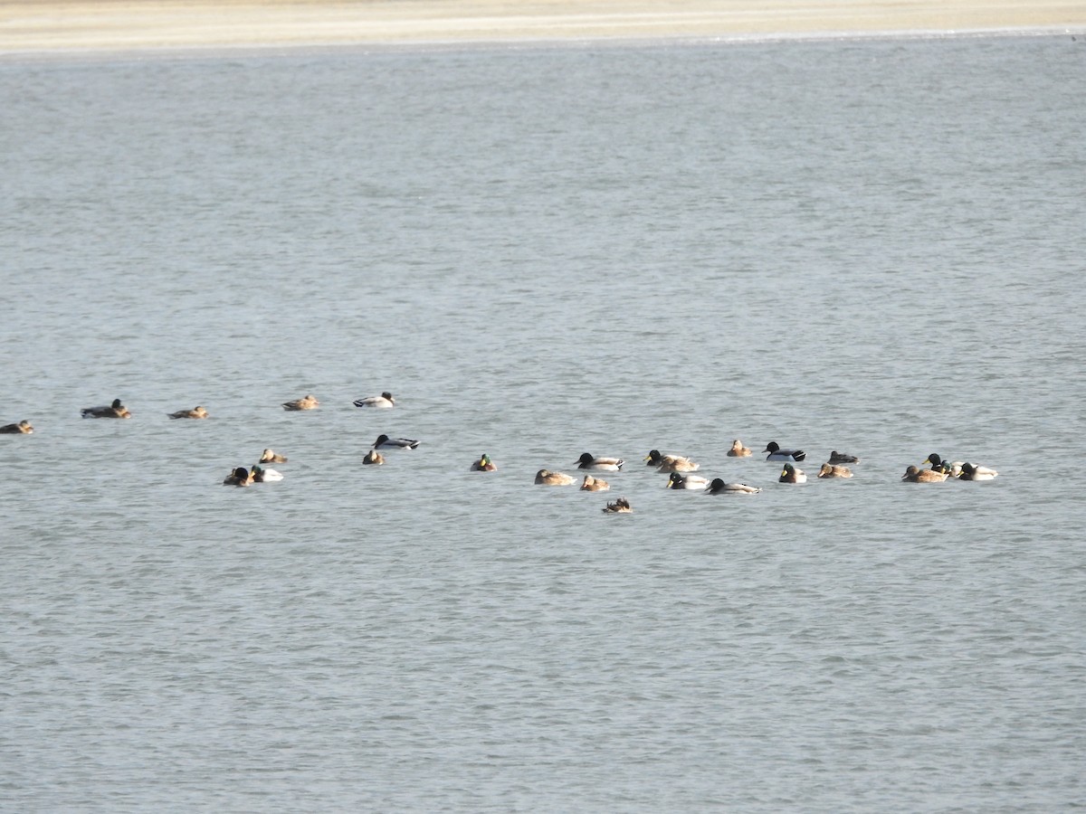 Mallard - ML646093528