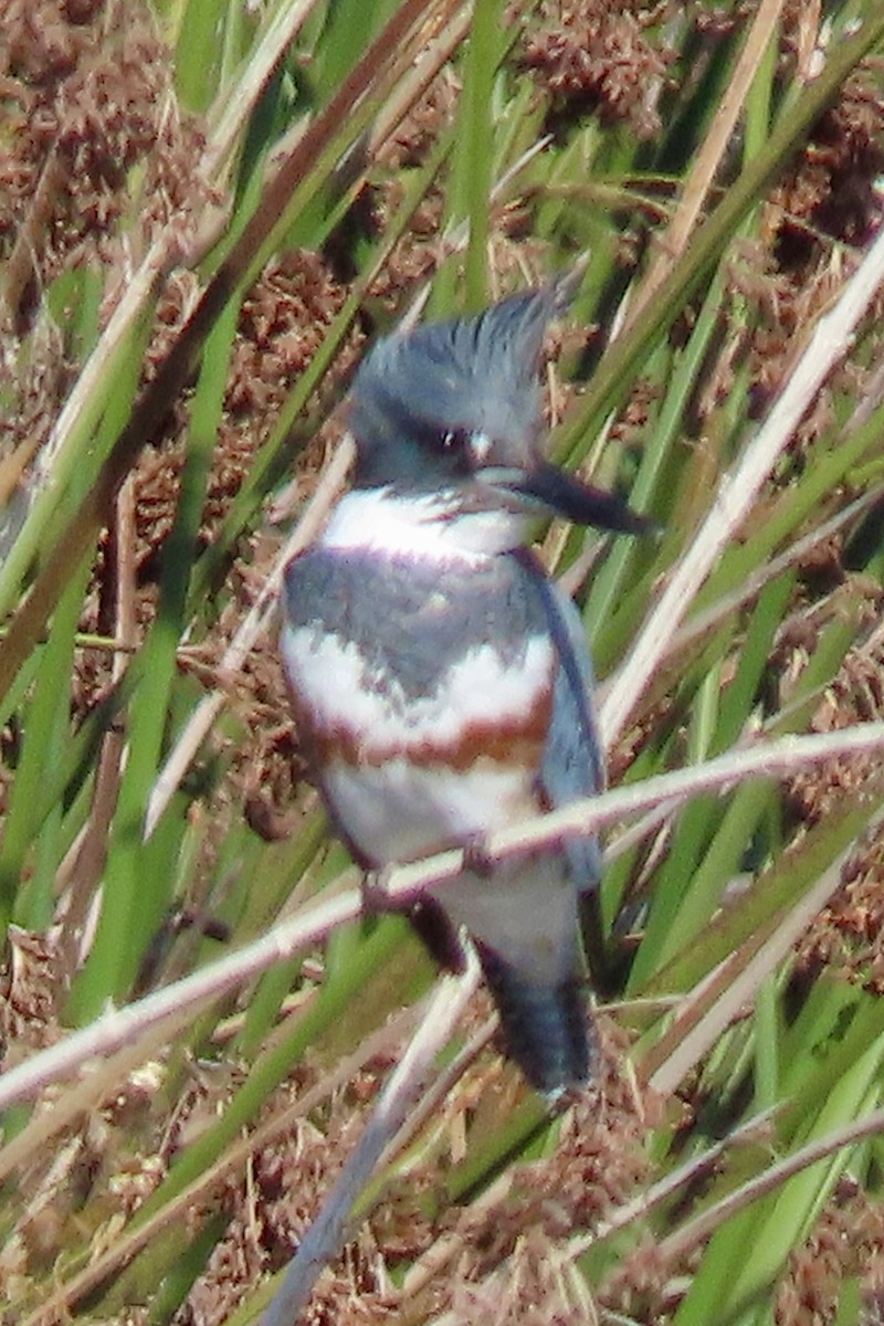 Martin-pêcheur d'Amérique - ML646093529