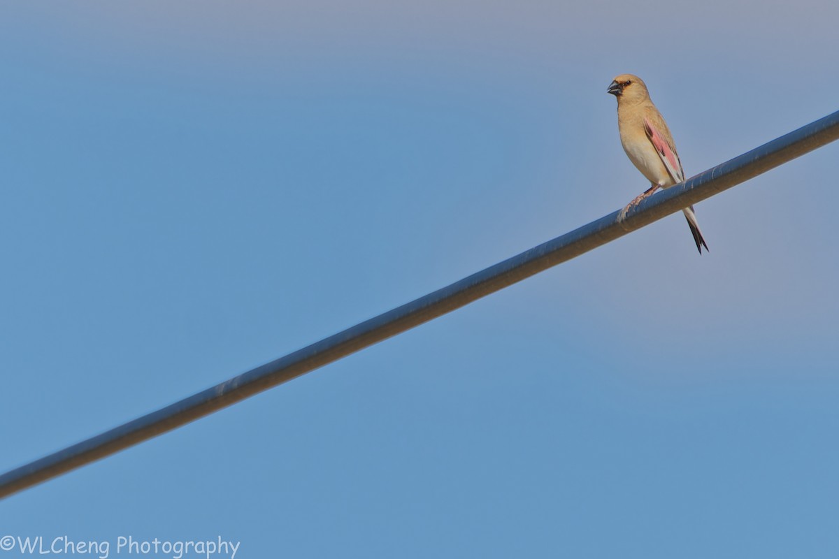 Desert Finch - ML646093530