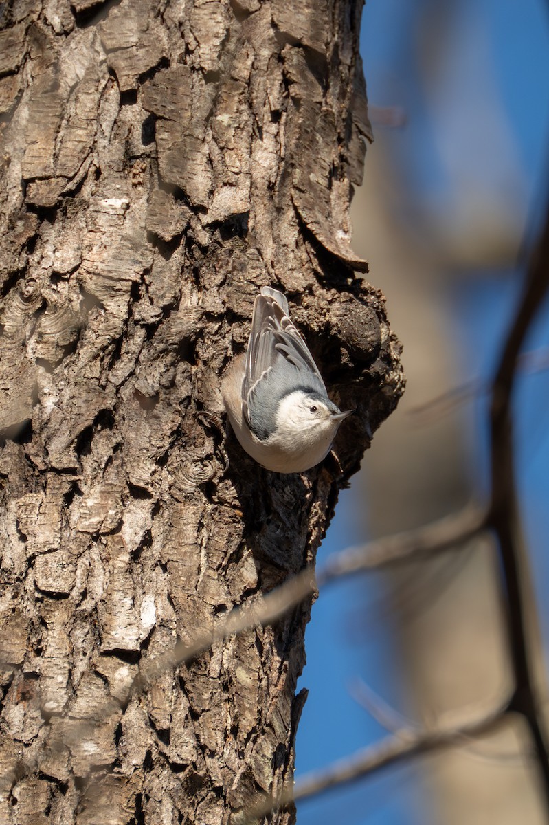 Sittelle à poitrine blanche - ML646093531