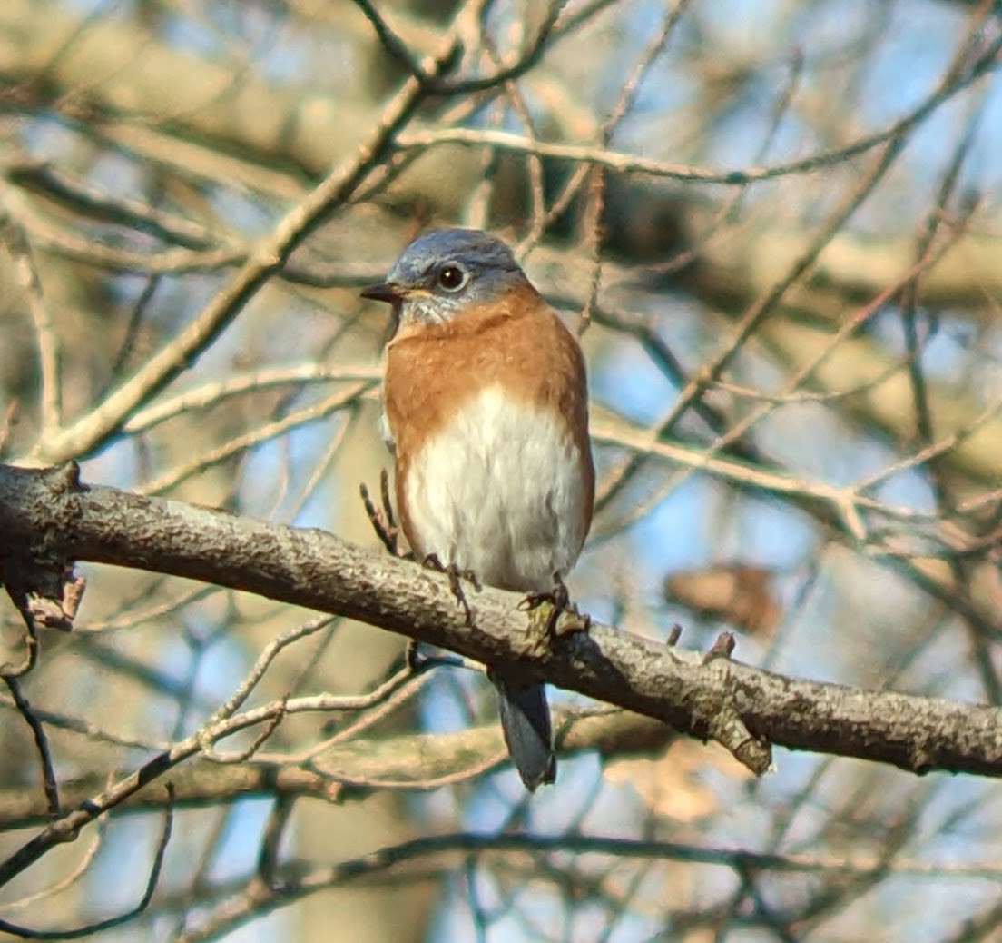 Eastern Bluebird - ML646093532