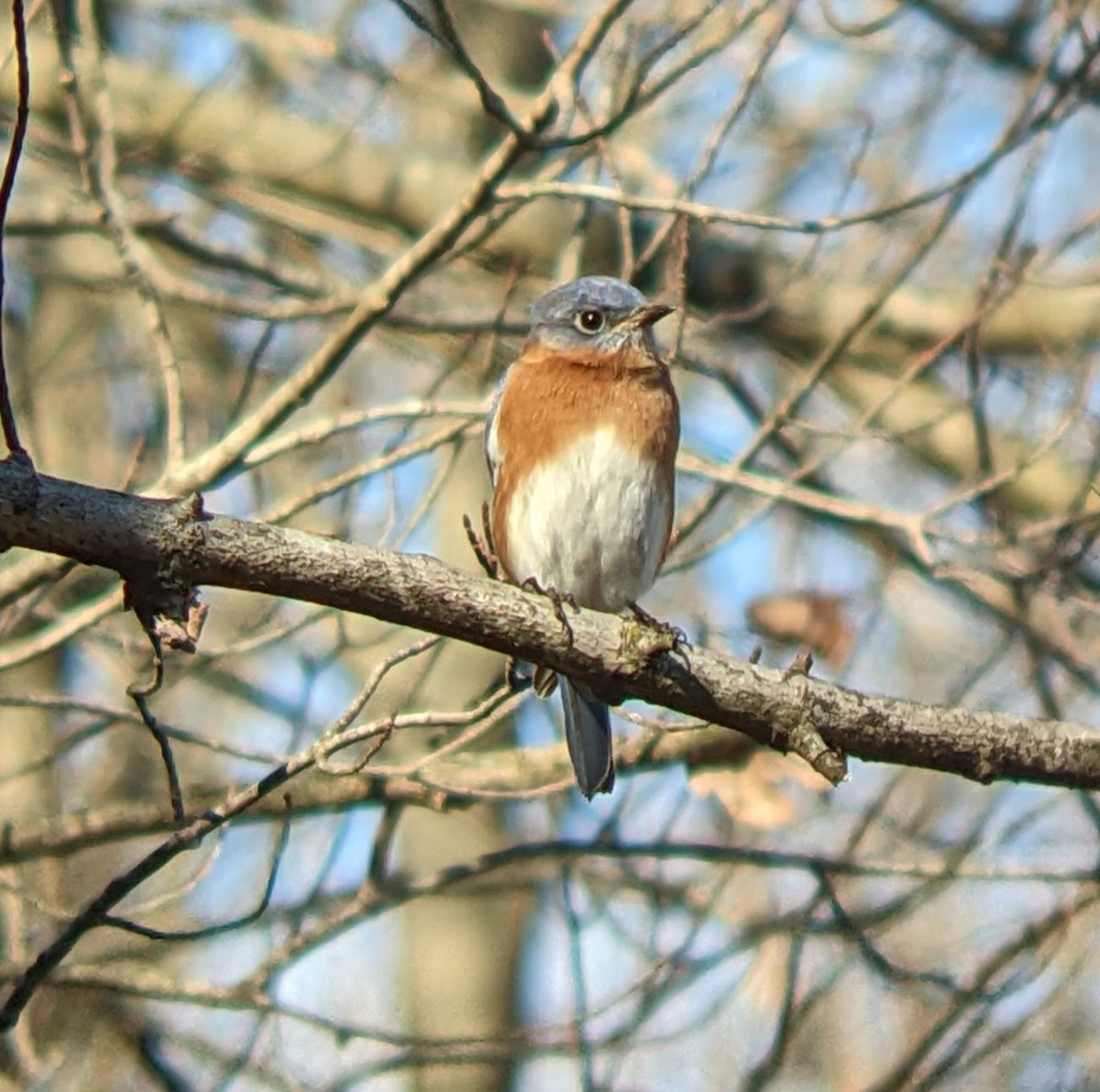 Eastern Bluebird - ML646093533