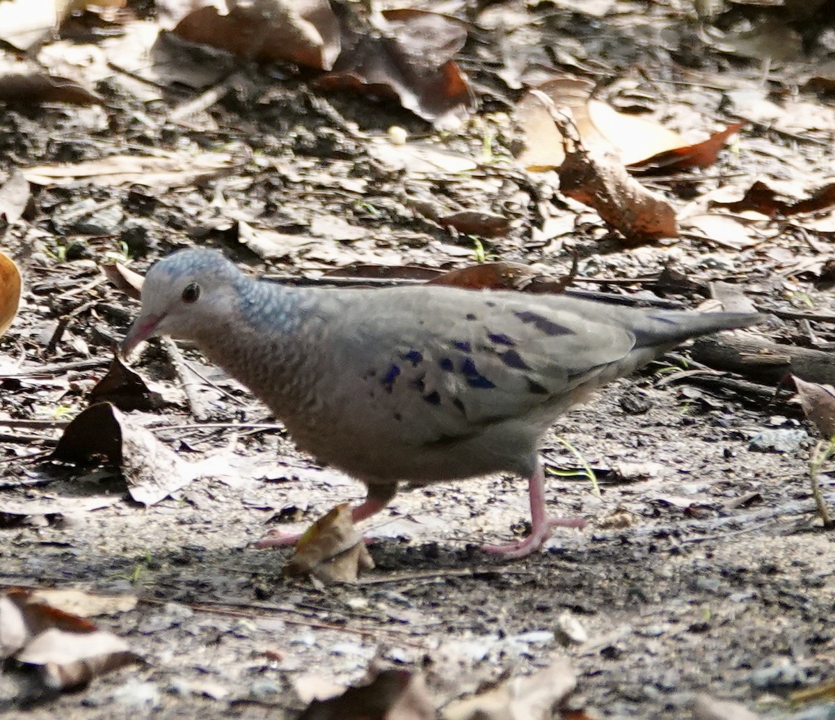 holoubek vrabčí - ML646093537