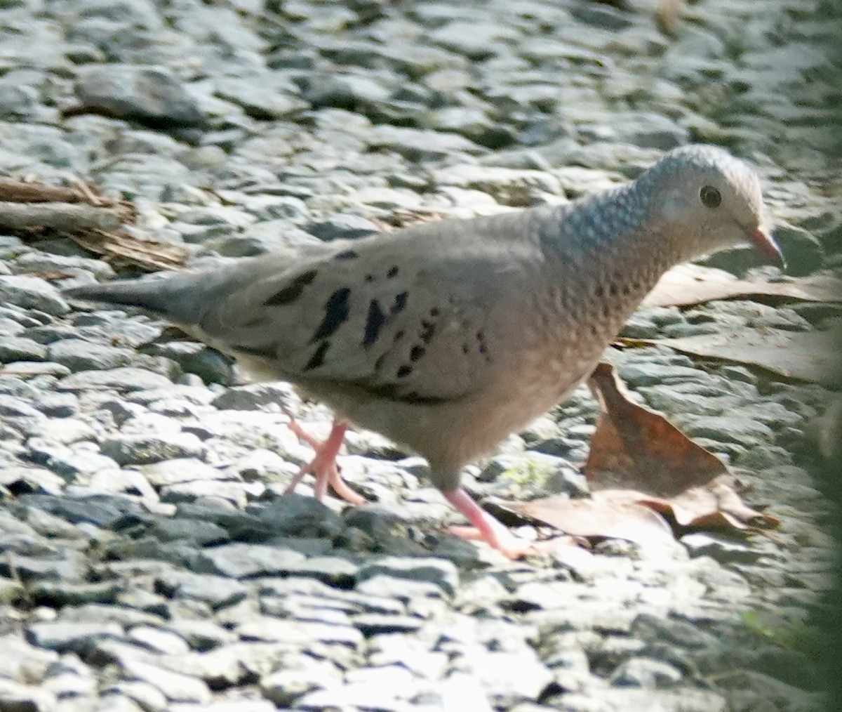 holoubek vrabčí - ML646093538