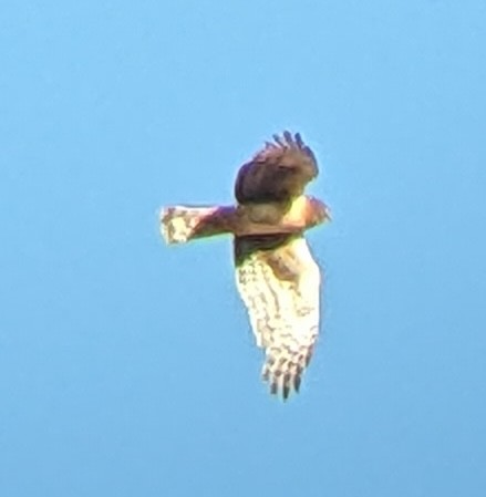 Northern Harrier - ML646093543