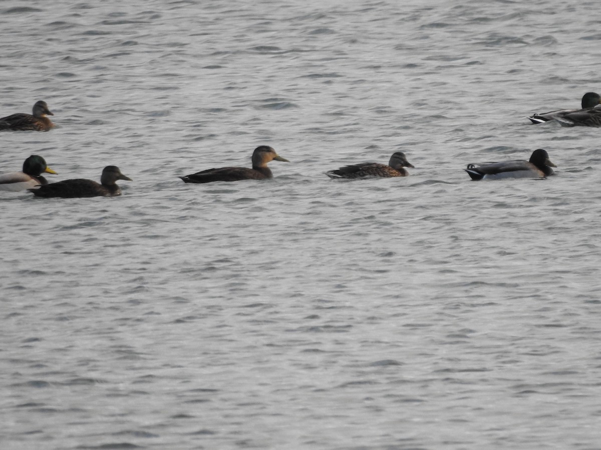 American Black Duck - ML646093546