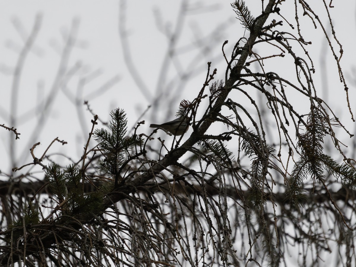 Black-throated Gray Warbler - ML646093552