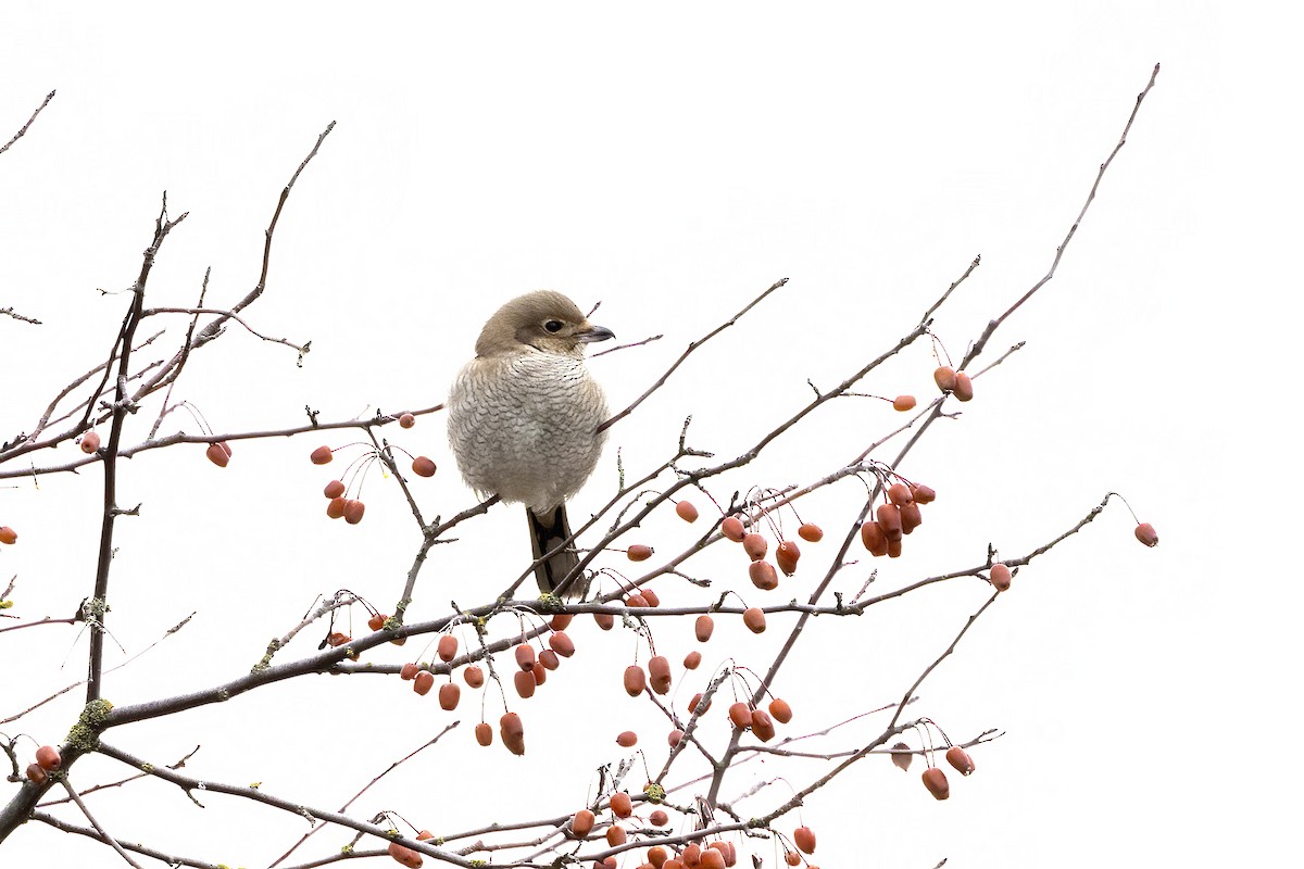 ťuhýk severní - ML646093553