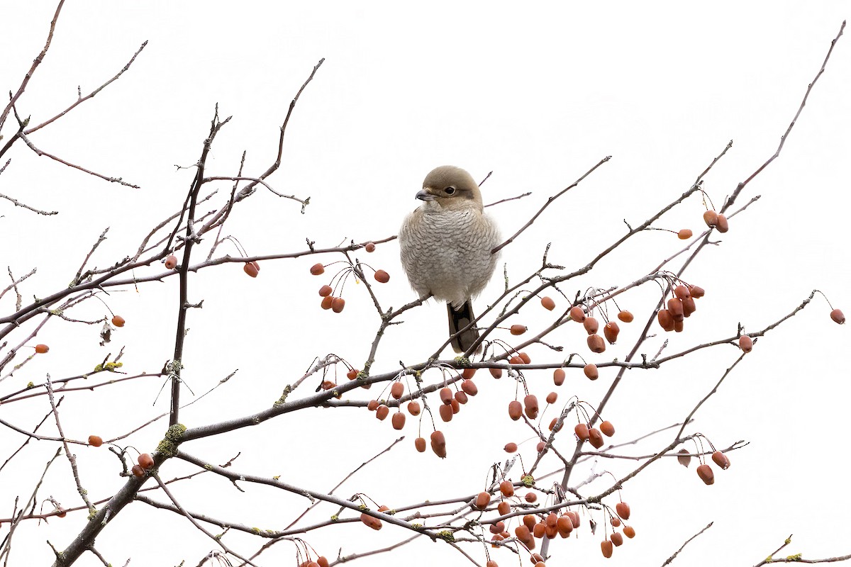 ťuhýk severní - ML646093554