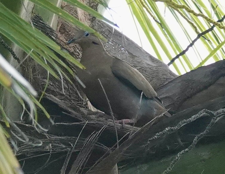 hrdlička karibská - ML646093557